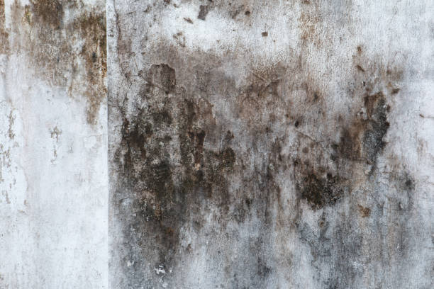 Best Black Mold Removal  in Burnettown, SC