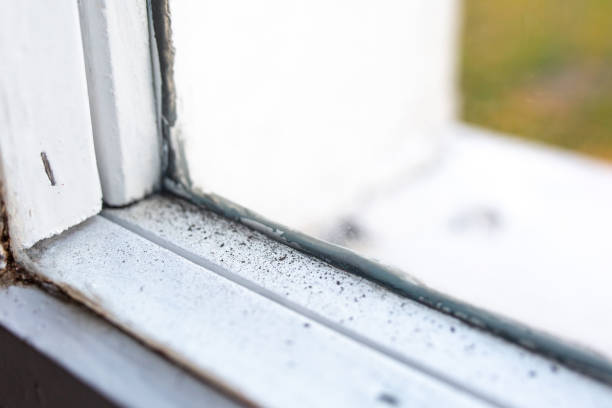Reliable Burnettown, SC Mold Removal Solutions