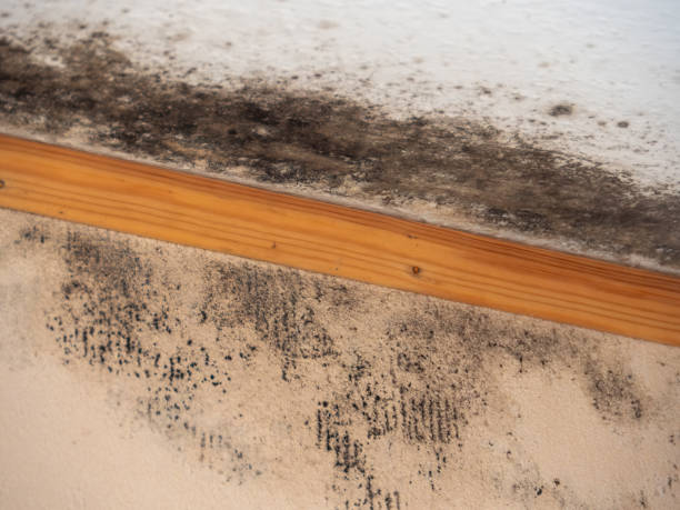 Best Crawl Space Mold Remediation  in Burnettown, SC