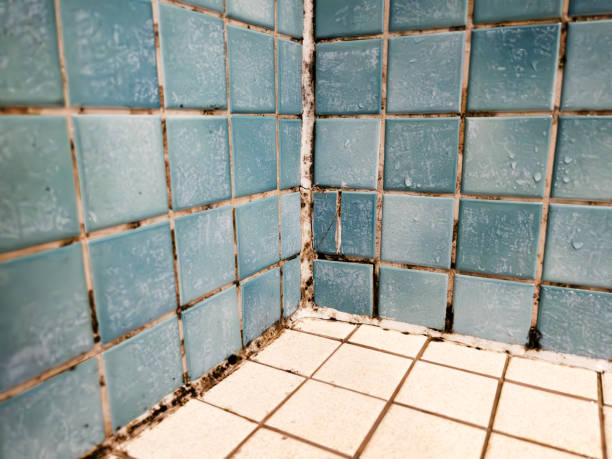 Best Mold Damage Restoration  in Burnettown, SC