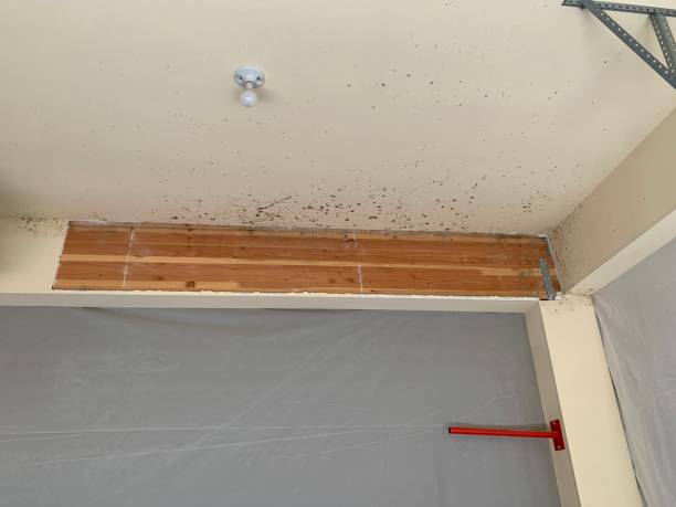 Best Mold Remediation for Healthcare Facilities  in Burnettown, SC