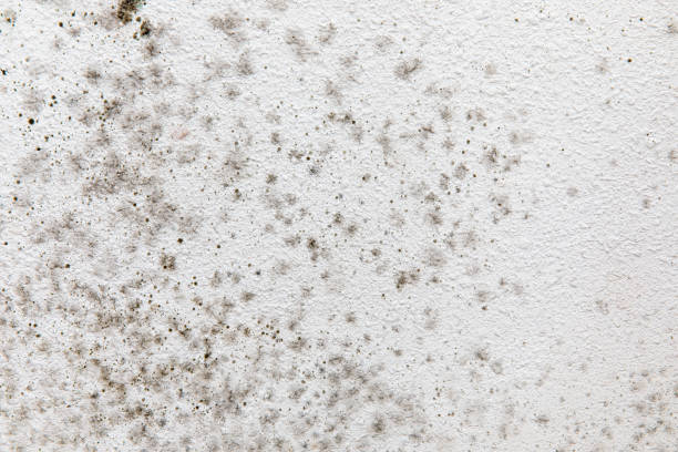 Best Emergency Mold Remediation  in Burnettown, SC