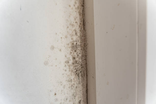 Best Airborne Mold Testing  in Burnettown, SC